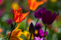Galeriebild Blumen